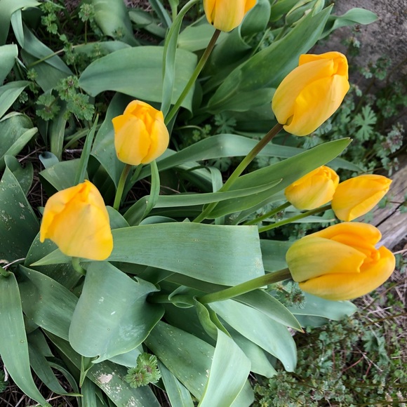 Meet your Posher, Sarah - Picture 1 of 1